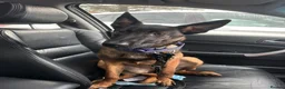 Belgian Shepherd Dog dogs for sale: 6 month old Belgian Malinois  - Advert 10