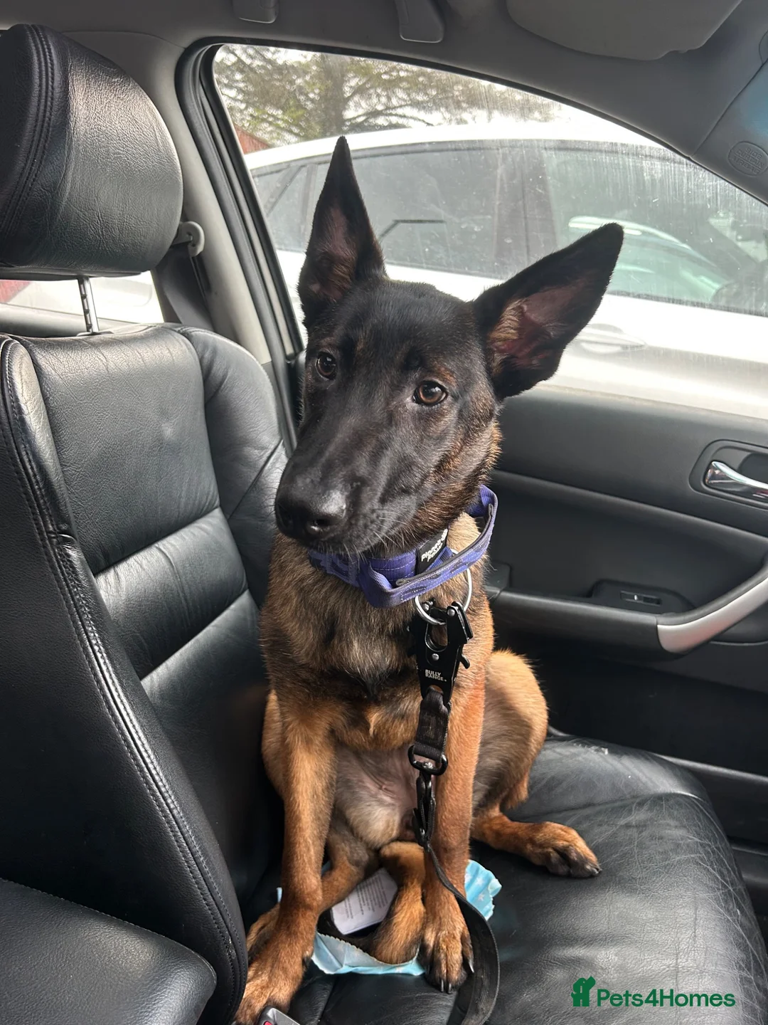 Belgian Shepherd Dog dogs for sale: 6 month old Belgian Malinois  - Advert 10