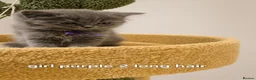British Shorthair cats for sale: 8 Beautiful British Shorthair Kittens  - Advert 9