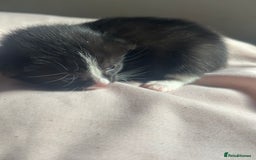 Bombay cats for sale: Kittens for sale  - Image 7