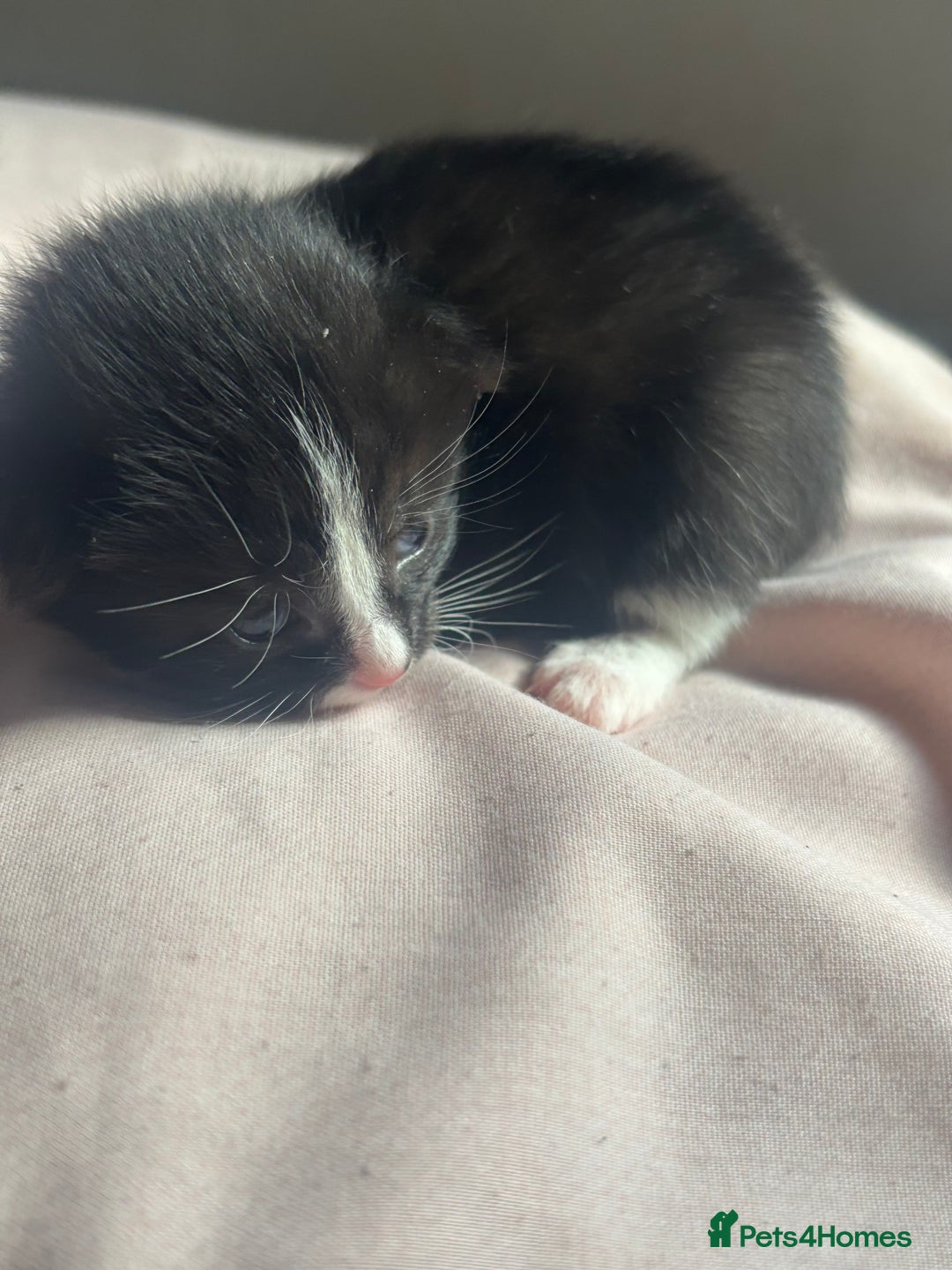 Bombay cats for sale: Kittens for sale  - Image 7