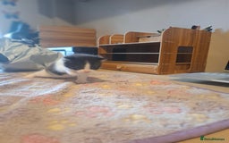 Mixed Breed cats for sale: 1 kitten left. READY NOW - Image 16