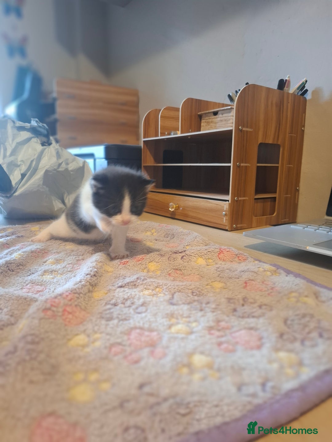 Mixed Breed cats for sale: 1 kitten left. READY NOW - Image 16