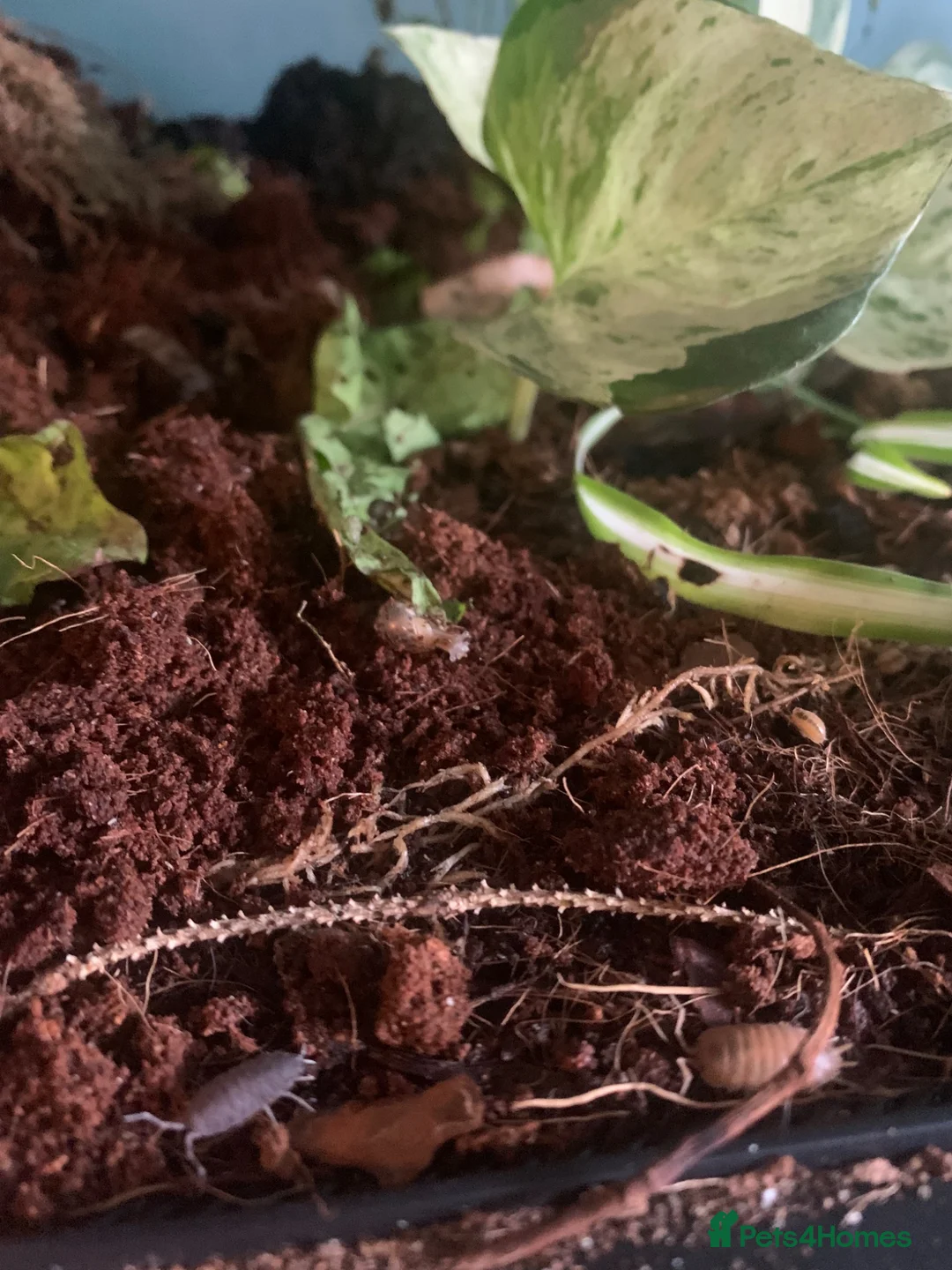 Snails invertebrates for sale: Baby Giant African Land Snails in Brighton - Advert 2