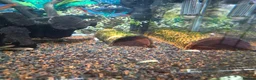 Plecos fish for sale: Bristlenose plecs common & albinos in Scunthorpe - Advert 2