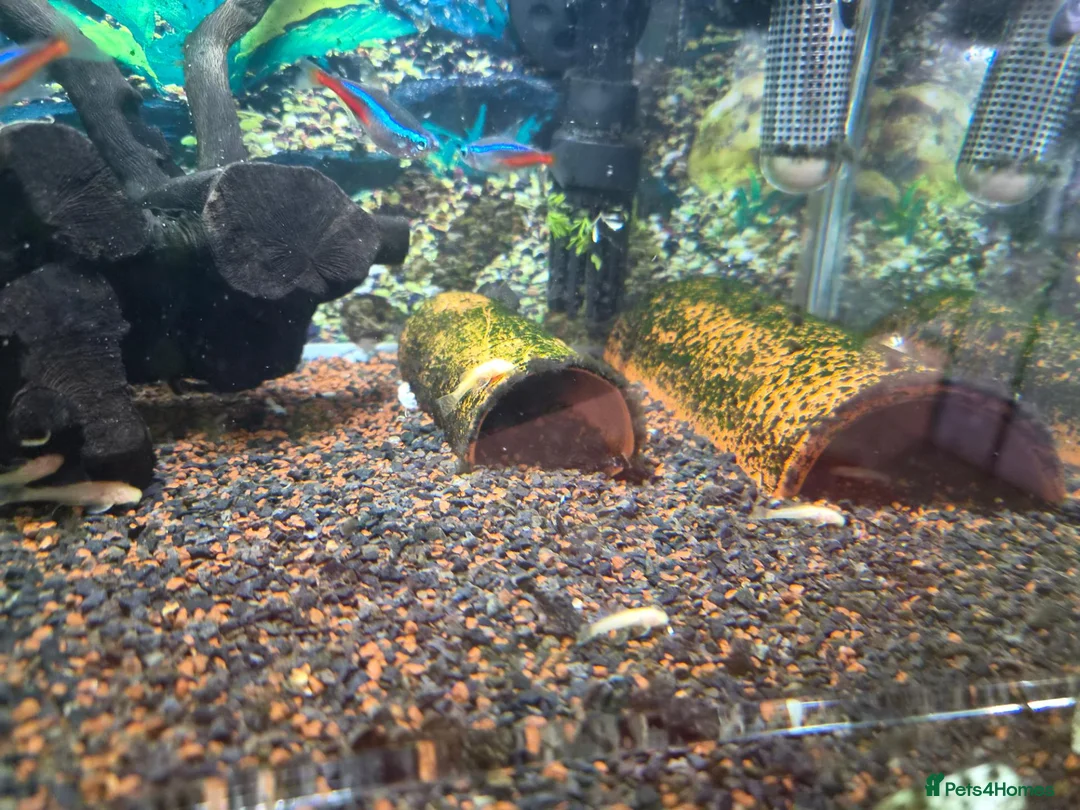 Plecos fish for sale: Bristlenose plecs common & albinos in Scunthorpe - Advert 2