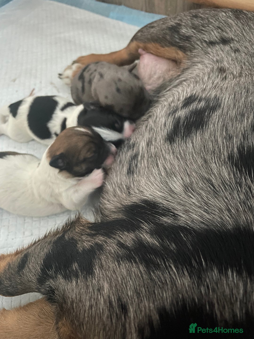 Jack Russell dogs for sale: Beautiful Jack Russell Terrier puppies available  - Advert 4