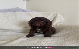 Cockapoo dogs for sale: 5 gorgeous cockapoo pups for sale  - Image 1