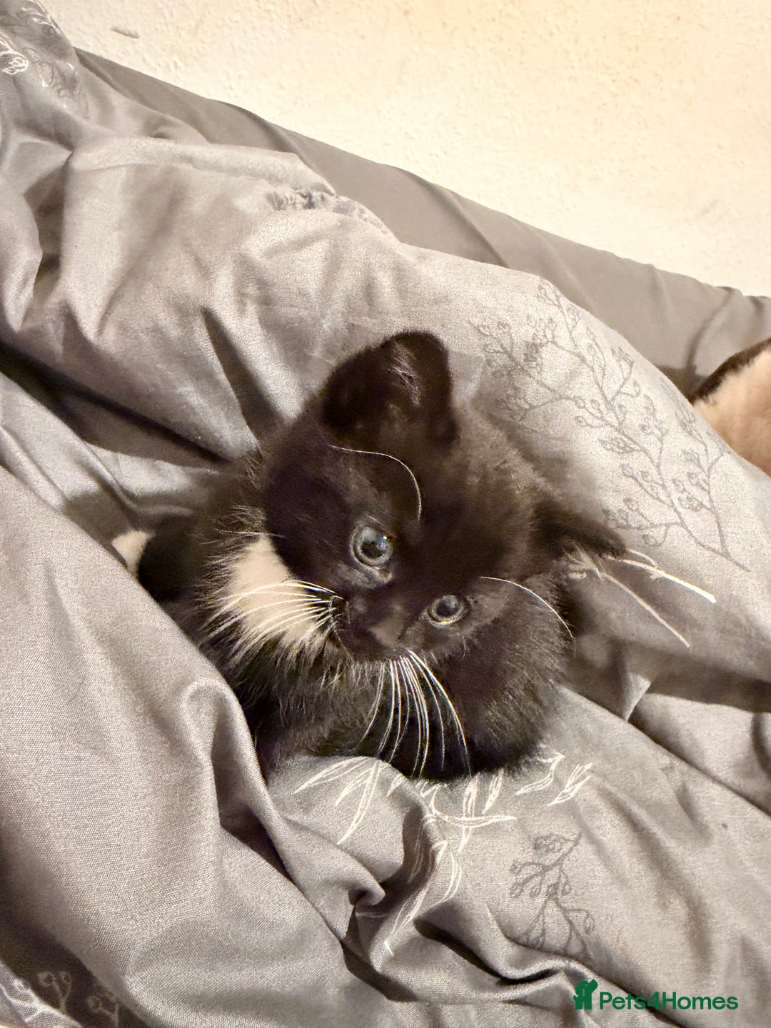 Mixed Breed cats for sale: Kittens for sale and ready for new homes - Advert 4