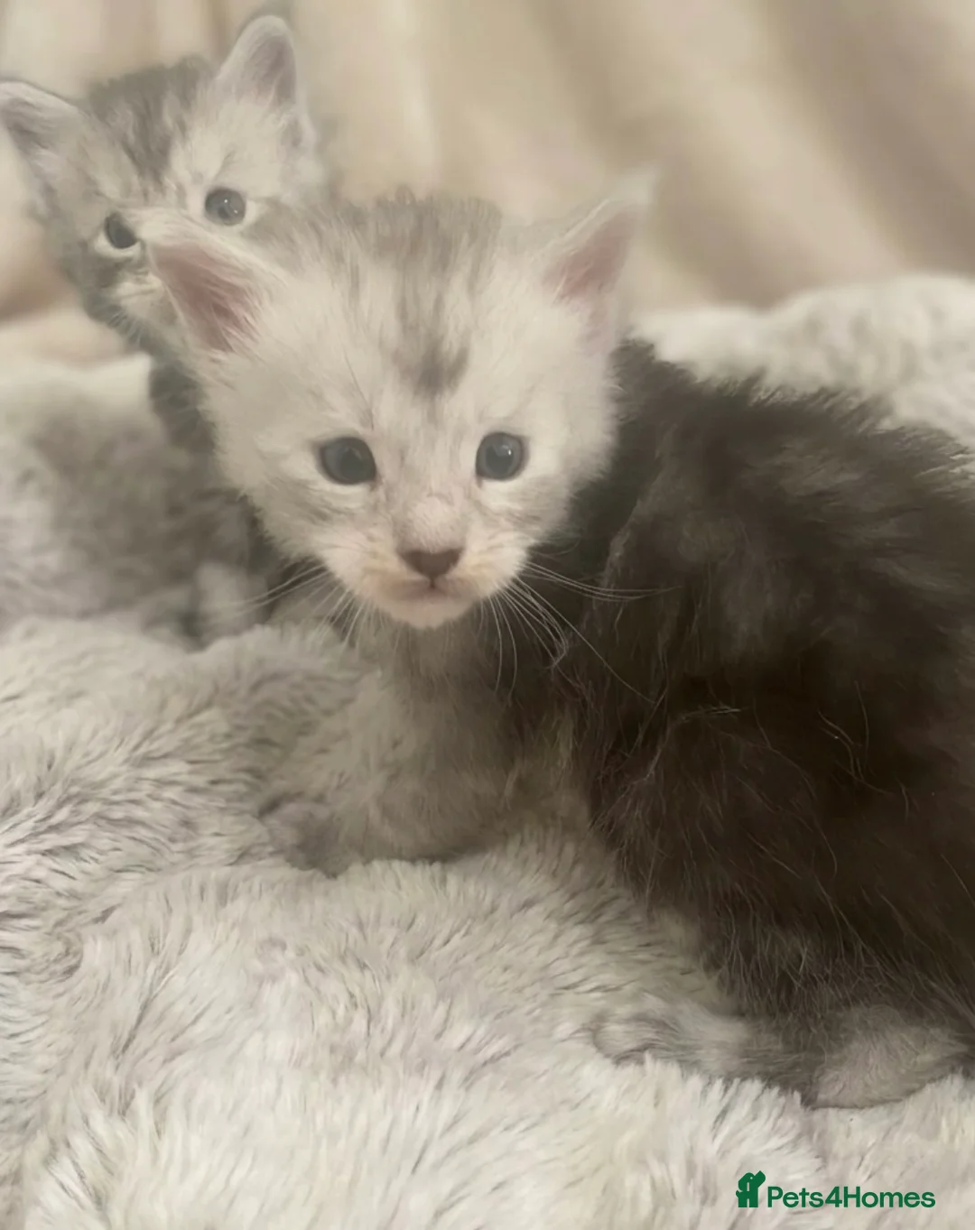 Maine Coon cats for sale: GCCF Maine Coons - Advert 2