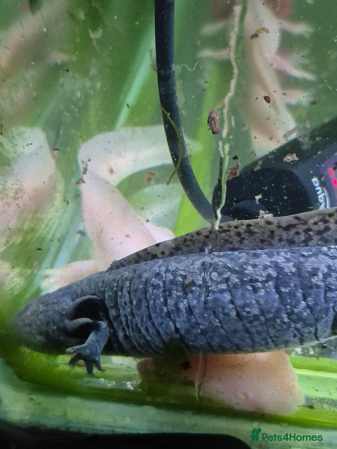 Other/Mixed Breed fish for sale: Axolotls - Advert 9