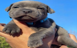 Staffordshire Bull Terrier dogs for sale: SIMPLY STUNNING COI 5.4% - Advert 14