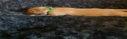 Labrador Retriever dogs for sale: Kc Reg Dark Fox Red & Light Red Lab Pups - Advert 7
