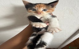 Mixed Breed cats for sale: Mix Calico and tuxedo kitten - Image 2
