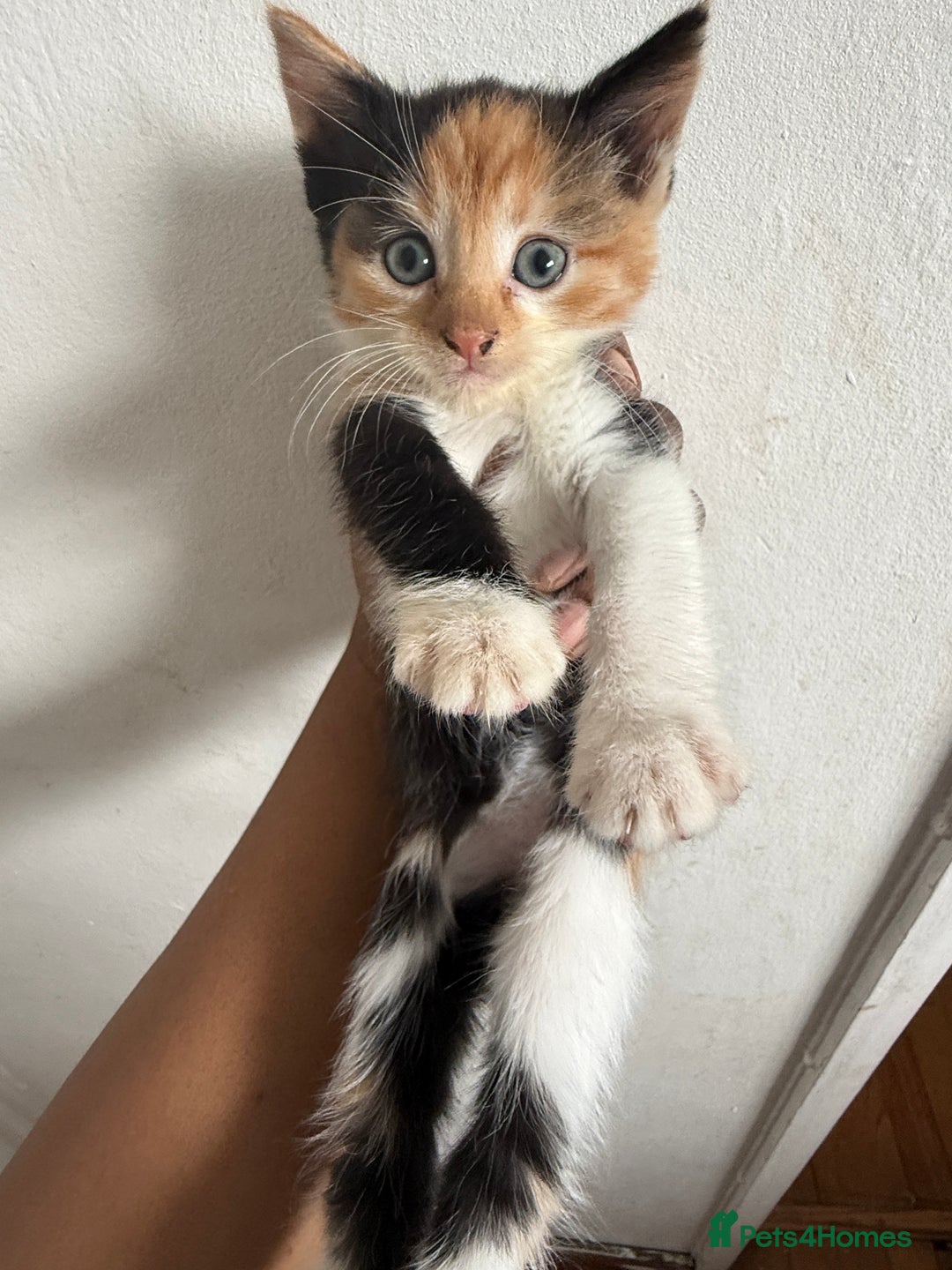 Mixed Breed cats for sale: Mix Calico and tuxedo kitten - Image 2
