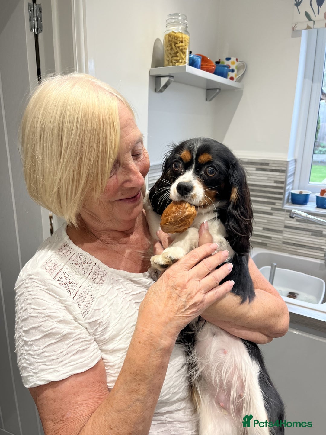 Cavalier King Charles Spaniel dogs for sale: Chocolate Carrier Tri Very Small - Advert 1