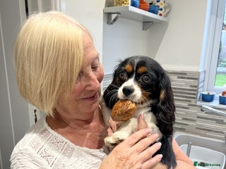 Cavalier King Charles Spaniel dogs Chocolate Carrier Tri Very Small - Advert 1