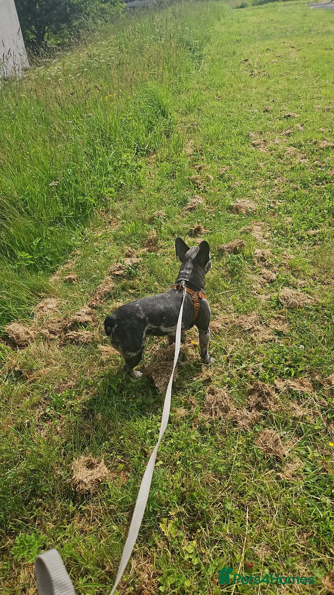 French Bulldog dogs for sale: Alex for rehoming in Glasgow - Advert 2