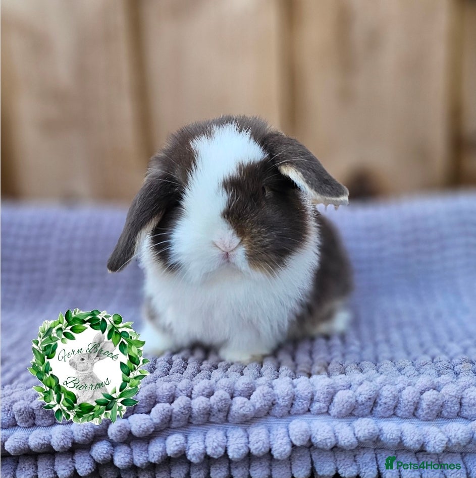 Mini Lop rabbits Vaccinated Miniature Lops  - Advert 1