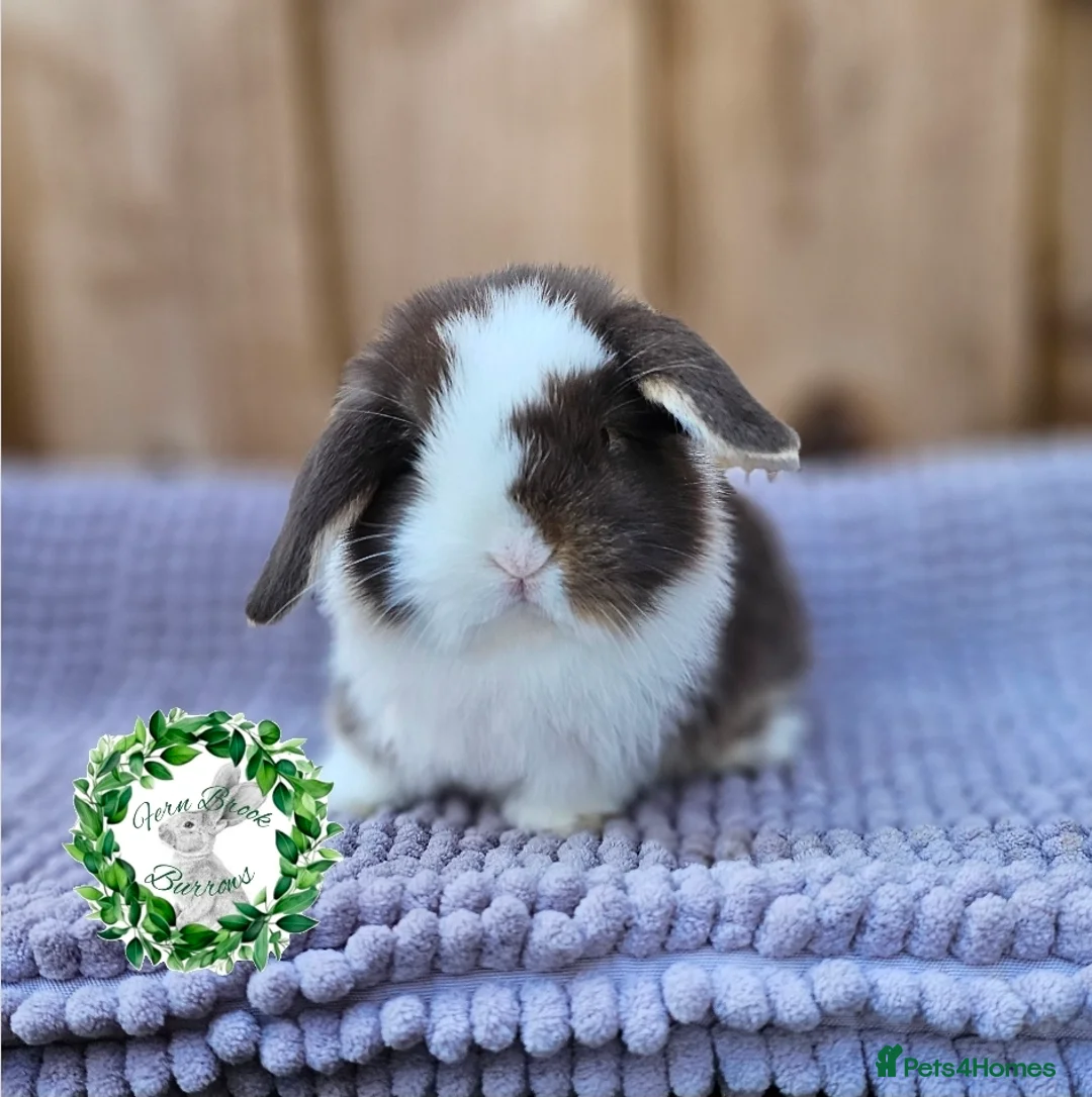 Mini Lop rabbits for sale: Vaccinated Miniature Lops  - Advert 1
