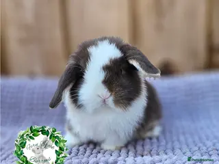 Mini Lop rabbits Vaccinated Miniature Lops - Advert 1