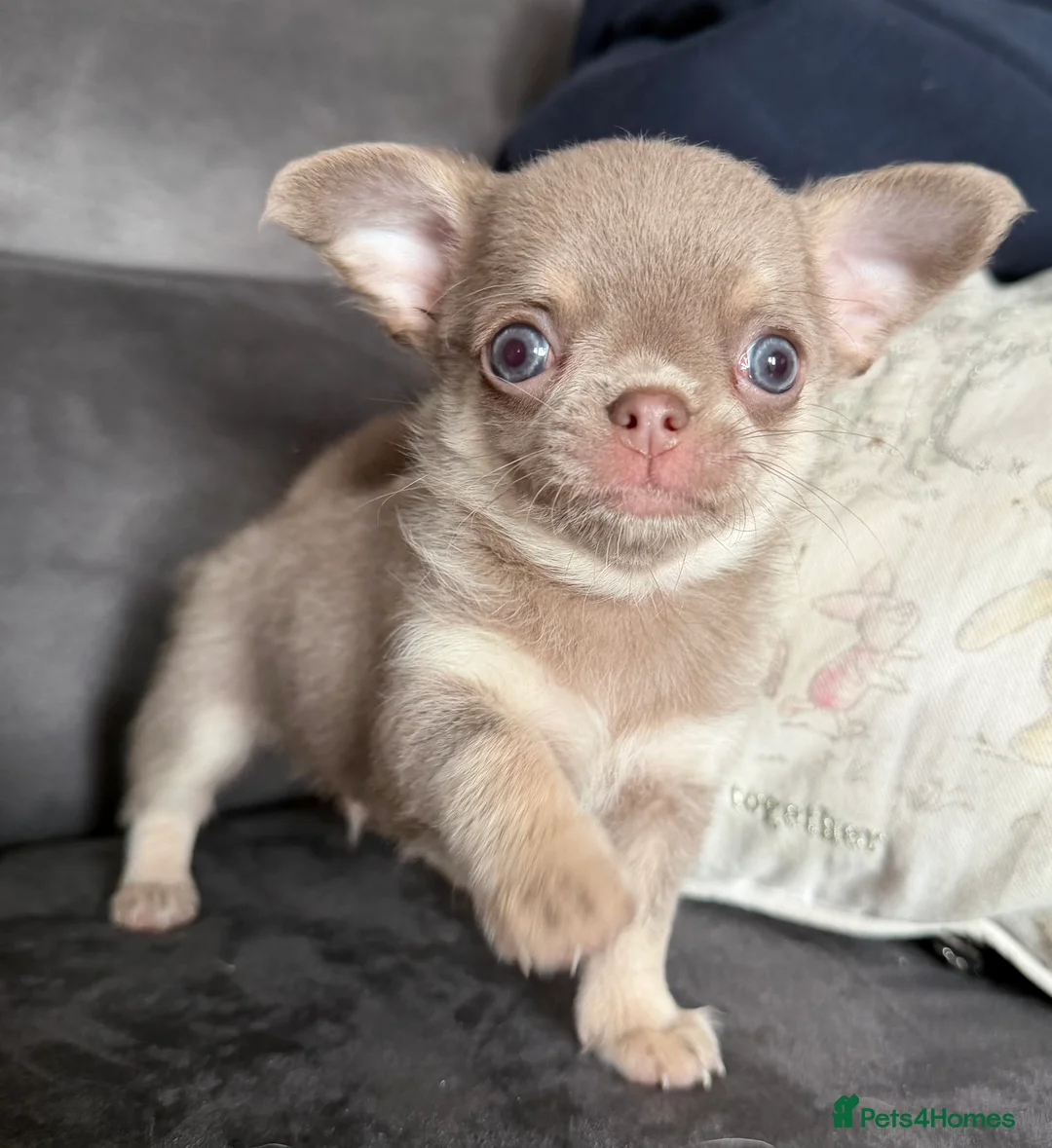 Chihuahua dogs for sale: Kennel club registered smoothcoat  - Advert 8
