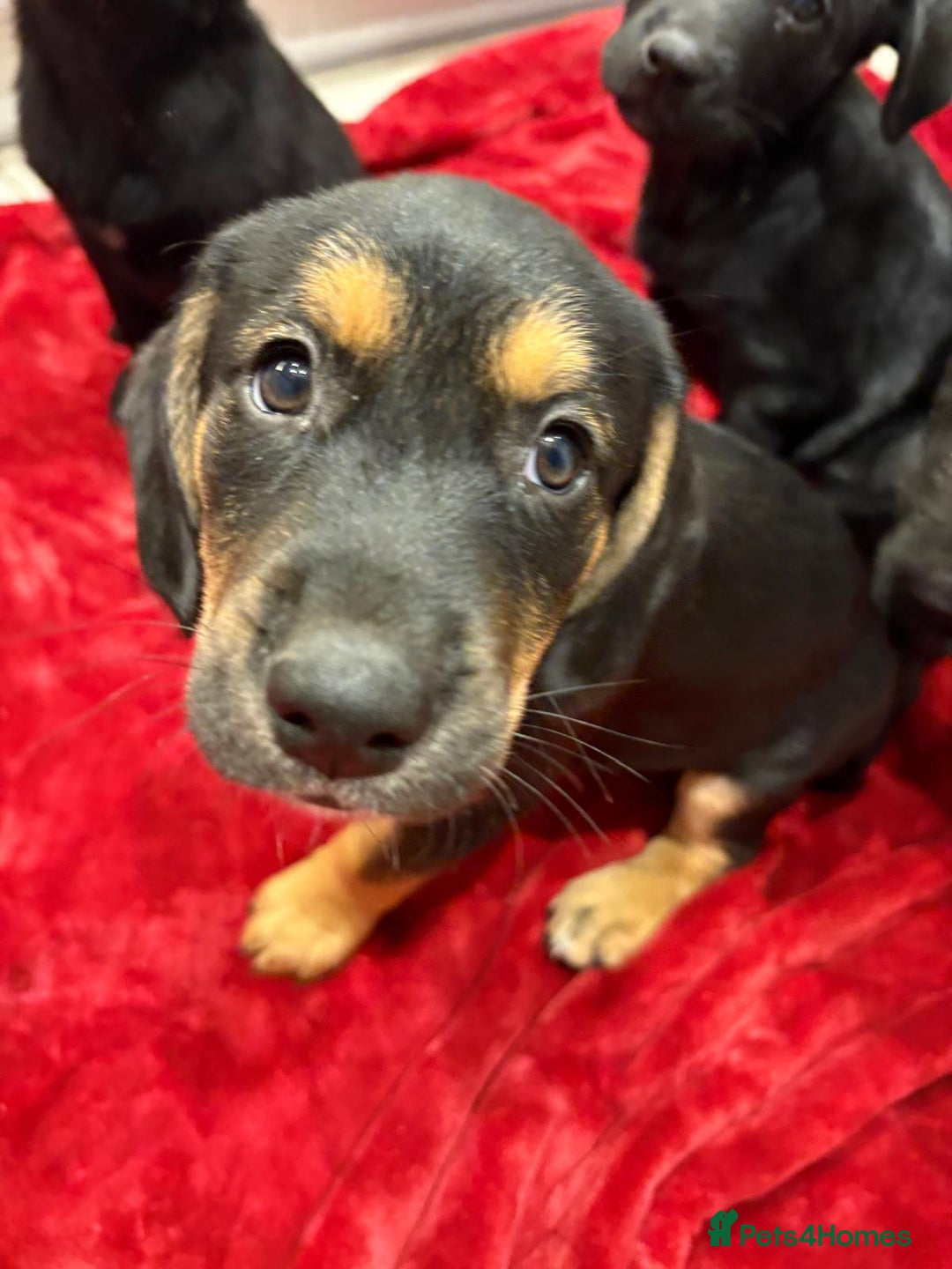 Mixed Breed dogs for sale: Rare black golden cocker puppies - Image 1