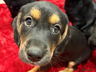 Mixed Breed dogs - Advert 2