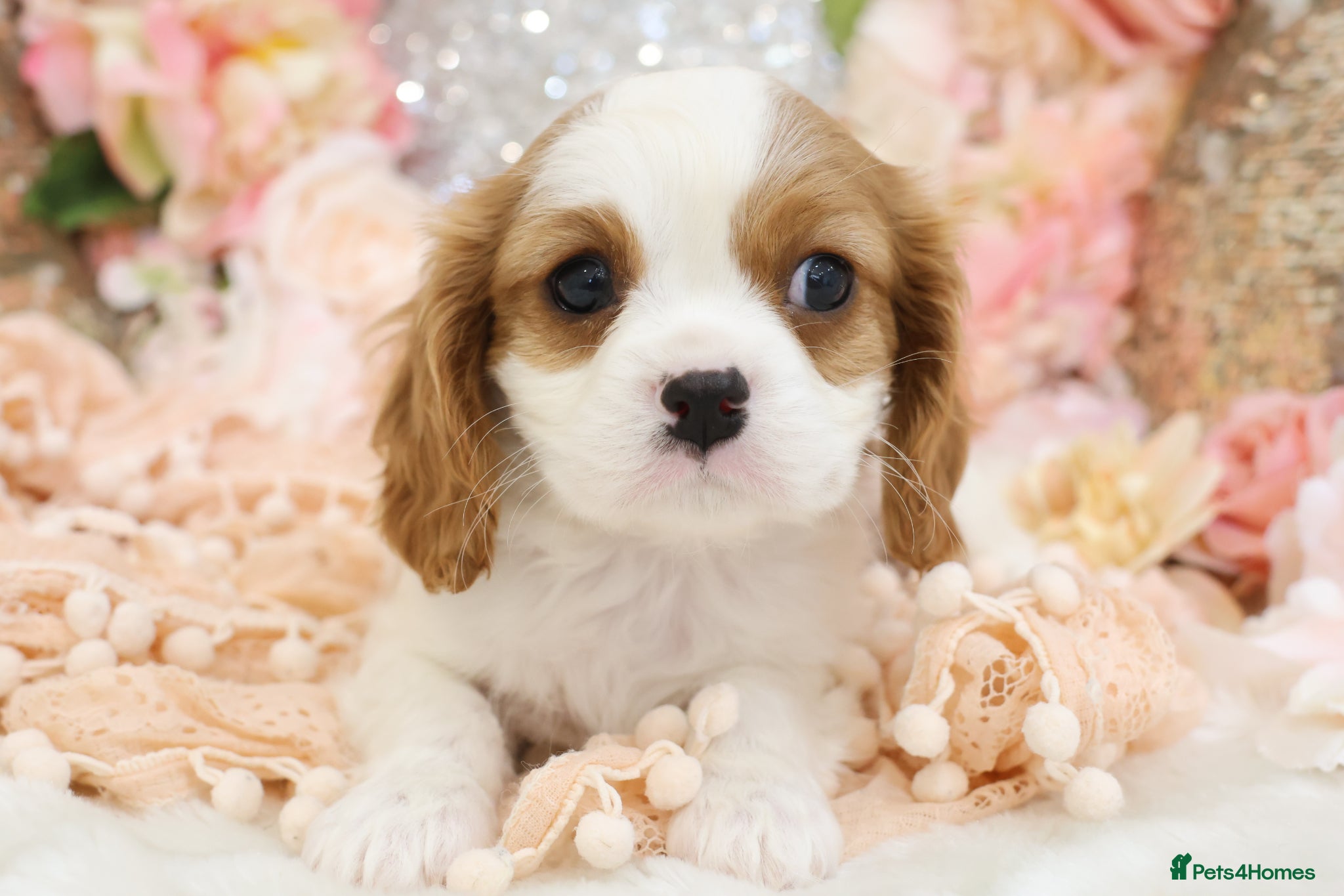 Cavalier King Charles Spaniel dogs HEALTH TESTED KC Cavalier King Charles Spaniels - Advert 3