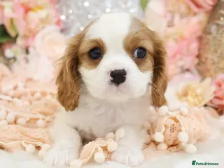 Cavalier King Charles Spaniel dogs HEALTH TESTED KC Cavalier King Charles Spaniels - Advert 4