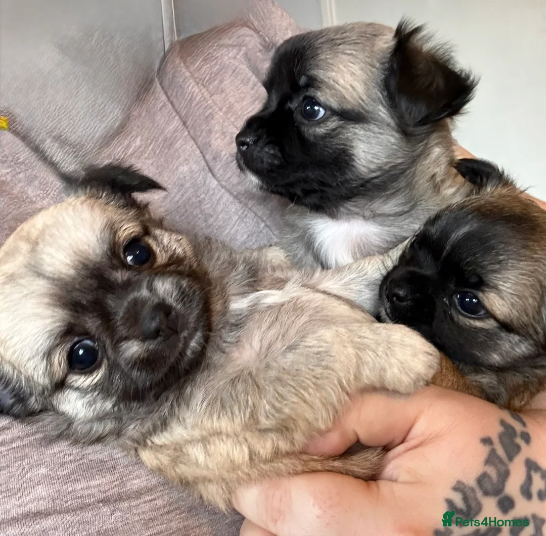 Chihuahua dogs for sale: Gorgeous Long hair chihuahua pups - Advert 7