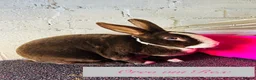 Mixed Breed rabbits for sale: Rabbits for homes  - Advert 8