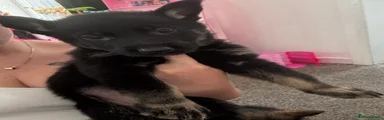 German Shepherd Puppy 2