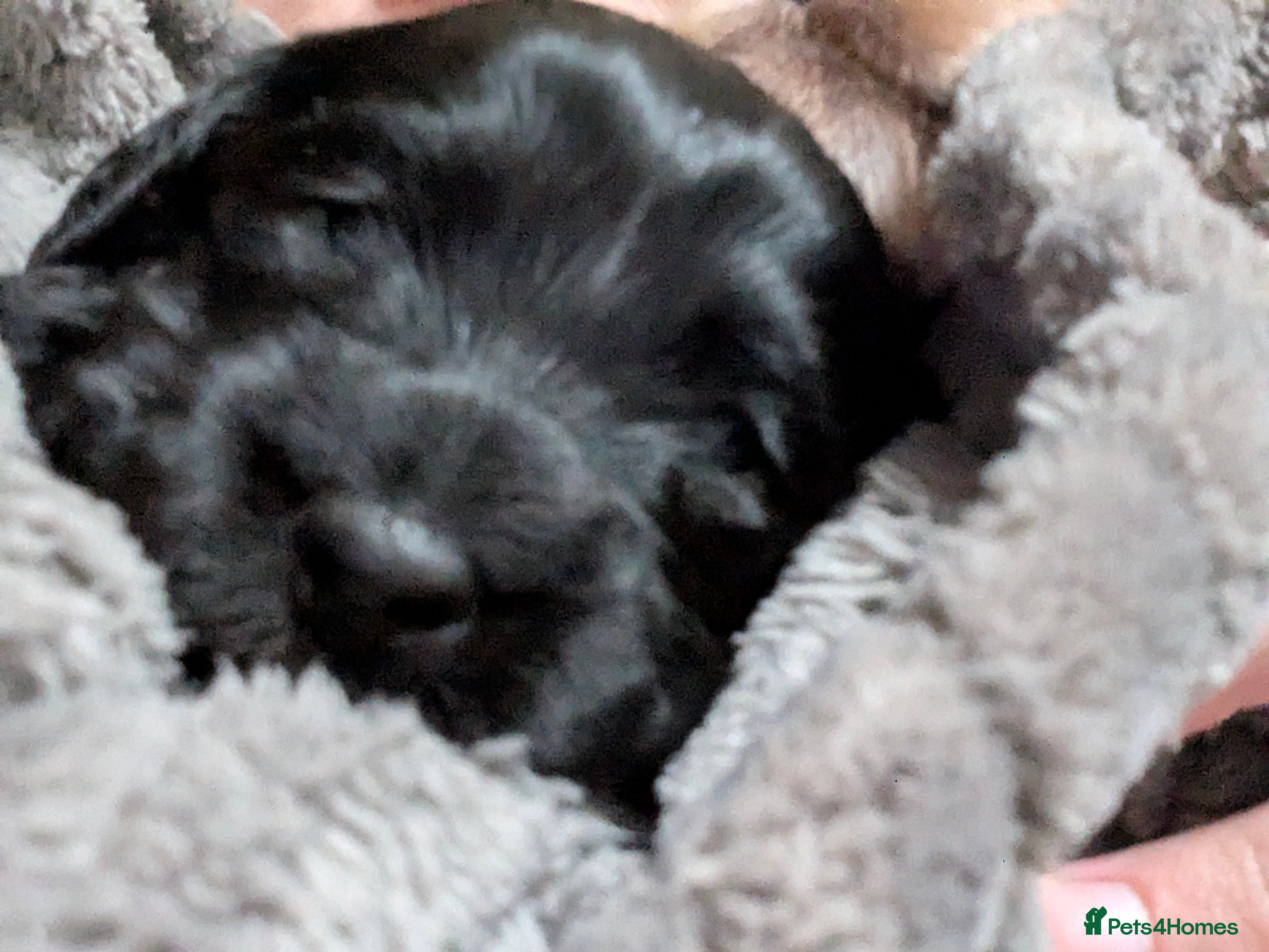 Cockapoo dogs F2 cockapoo puppies for sale . - Advert 2