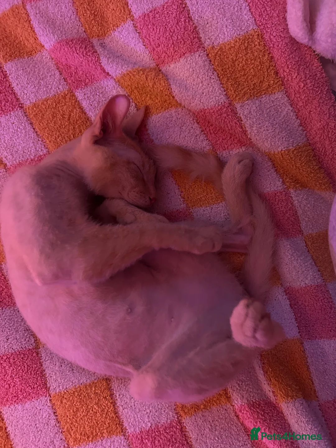 Sphynx cats for sale: SPHYNX FAMAIL 1 YEAR in Barnsley - Advert 6