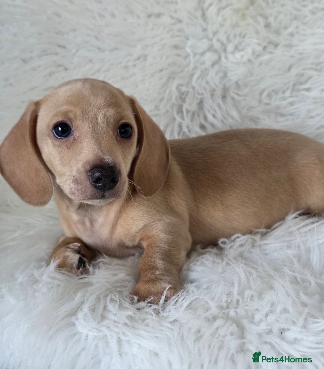 Miniature Dachshund dogs for sale: KC reg, gorgeous litter.5* Licensed. READY NOW  - Advert 16