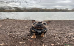 French Bulldog dogs for stud:  **  French Bulldog Stud - Image 2