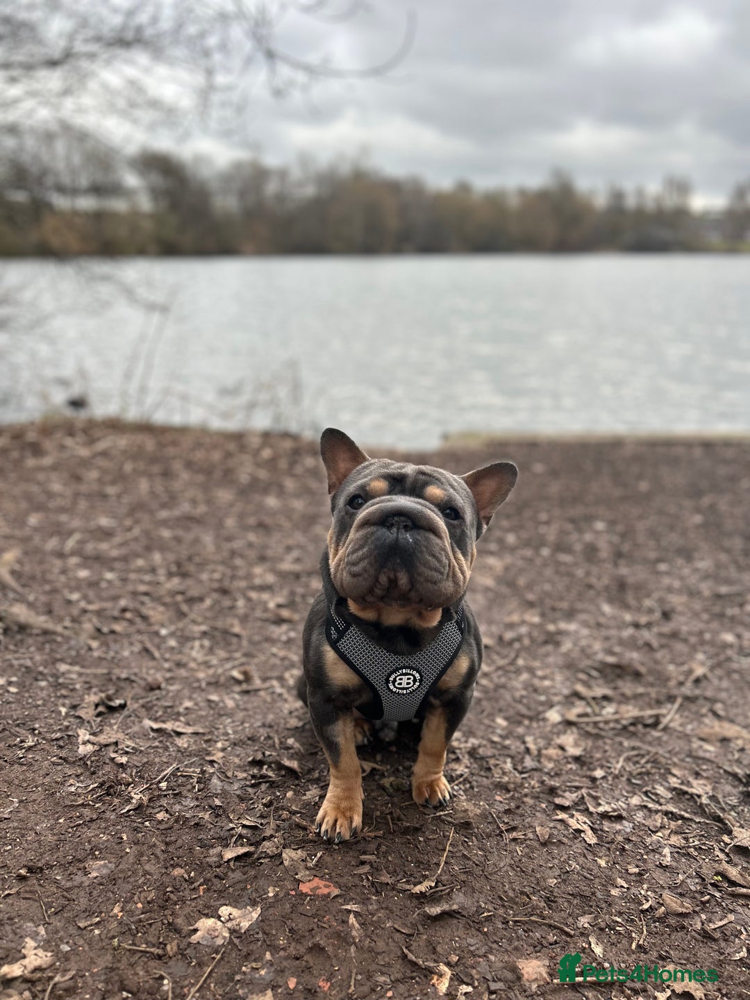 French Bulldog dogs for stud:  **  French Bulldog Stud - Image 2