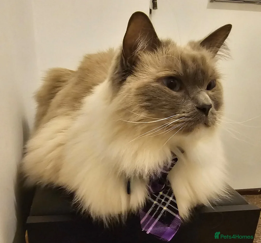 Ragdoll cats for sale: Loving Indoor Companion - Advert 5