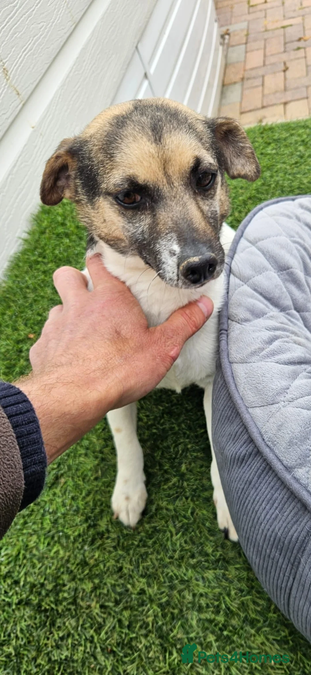Jack Russell dogs for sale: Jack Russel Puppy - Advert 5