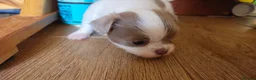 Chihuahua dogs for sale: Full pedigree long coat chihuahua lilac/chocolate - Advert 30