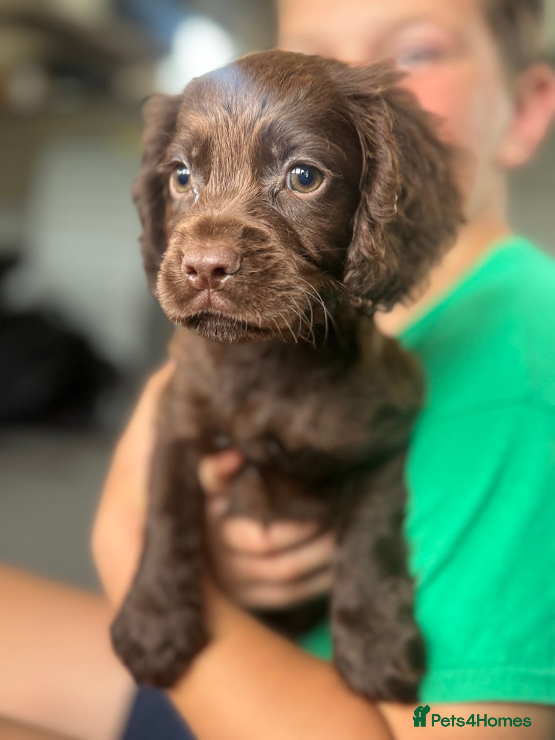 Cocker Spaniel dogs for sale: Cocker spaniel  - Image 2