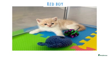 British Shorthair cats - Advert 16
