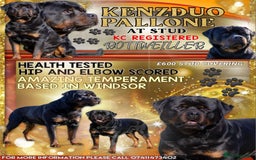 Rottweiler dogs for stud: Proven kc reg Health tested hip and elbow scored in Windsor - Image 1