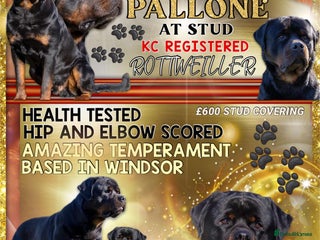 Rottweiler dogs in Windsor - Advert 12