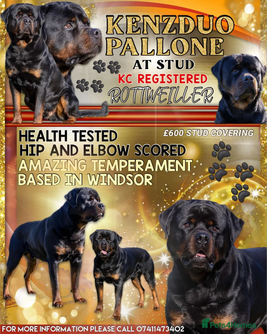 Rottweiler dogs for stud: Proven kc reg Health tested hip and elbow scored in Windsor - Advert 1