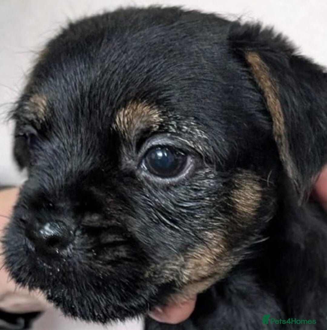 Border Terrier dogs for sale: Border Terrier pups - Advert 3