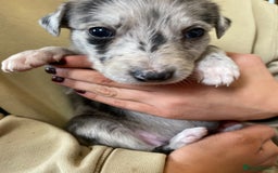 Mixed Breed dogs for sale: Deerhound greyhound collie puppies  - Image 24