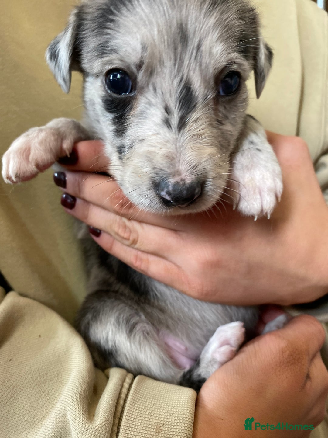 Mixed Breed dogs for sale: Deerhound greyhound collie puppies  - Image 24