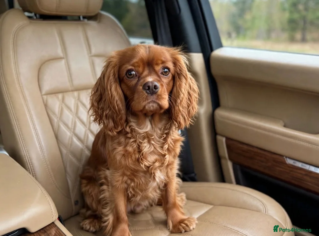 Cavalier King Charles Spaniel dogs for stud: RUBY RED *CHOCOLATE CARRIER STUD* - Advert 5